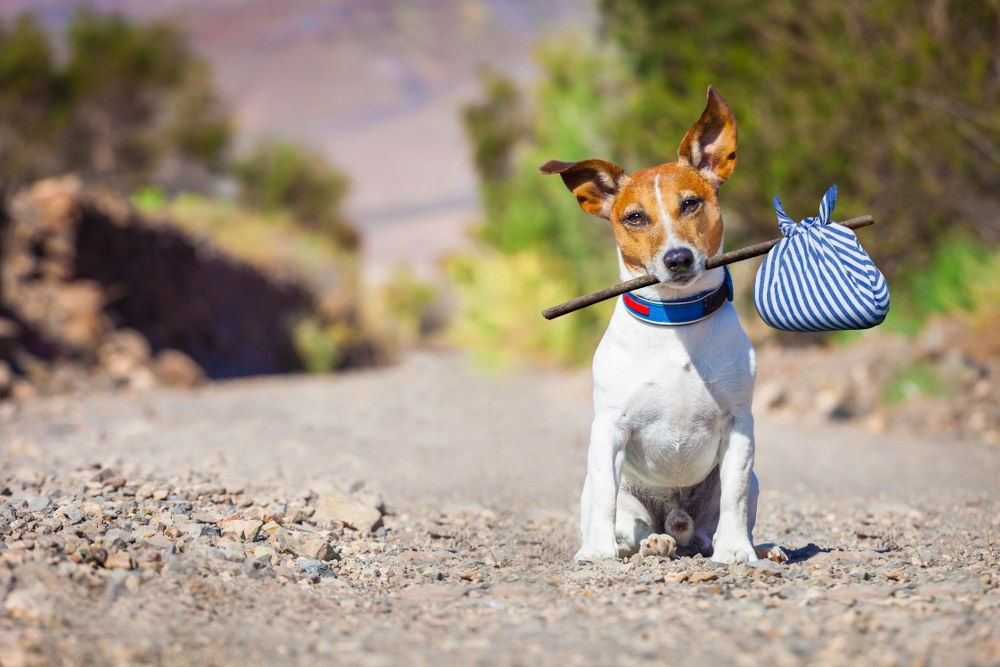 moving home with pets