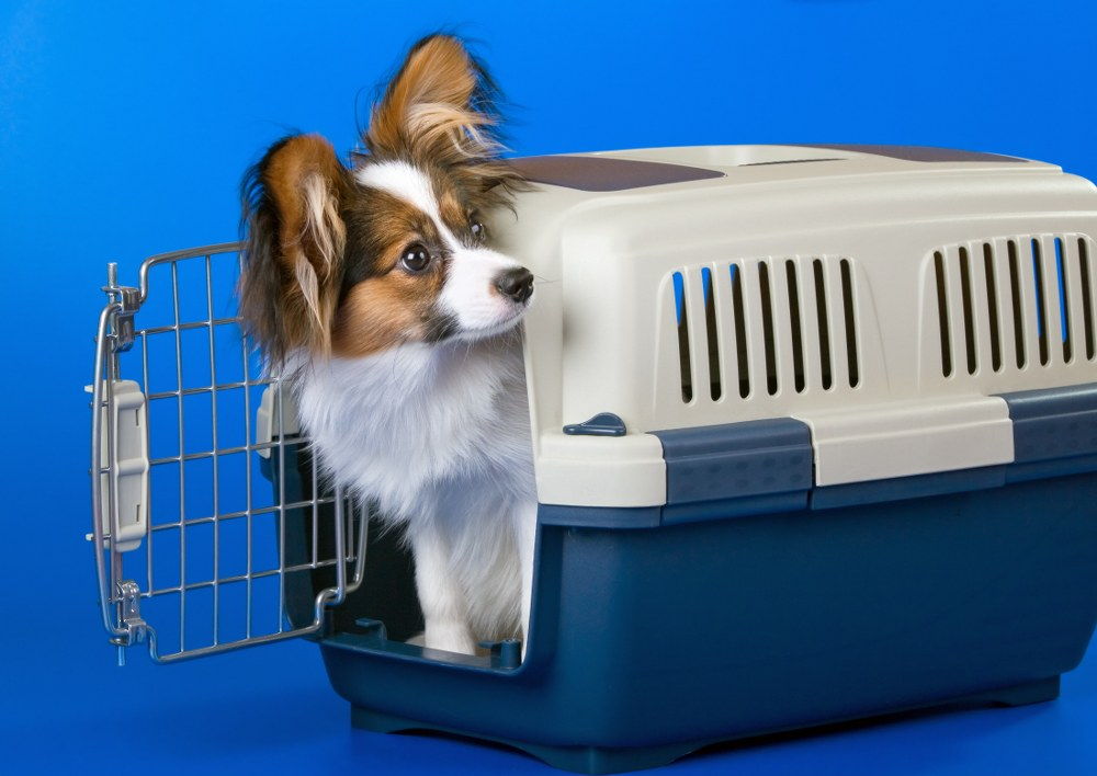 dog travel crate