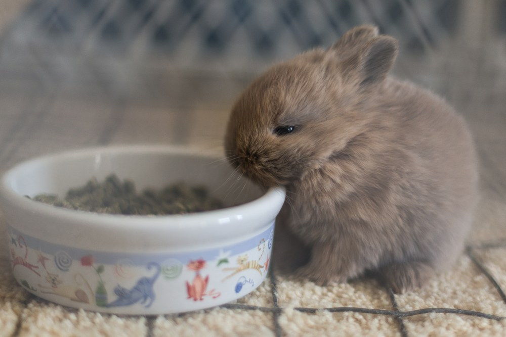 moving house with bunnies